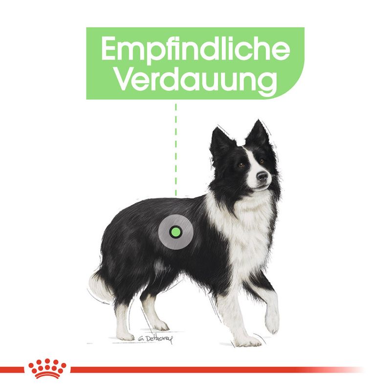 Royal Canin Digestive Care Medium zu TOP-Preisen | bitiba %