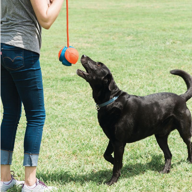 Chuckit! Rope Fetch zu TOP-Preisen % | bitiba