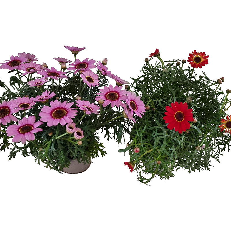 Margeritt farget G. Daisy