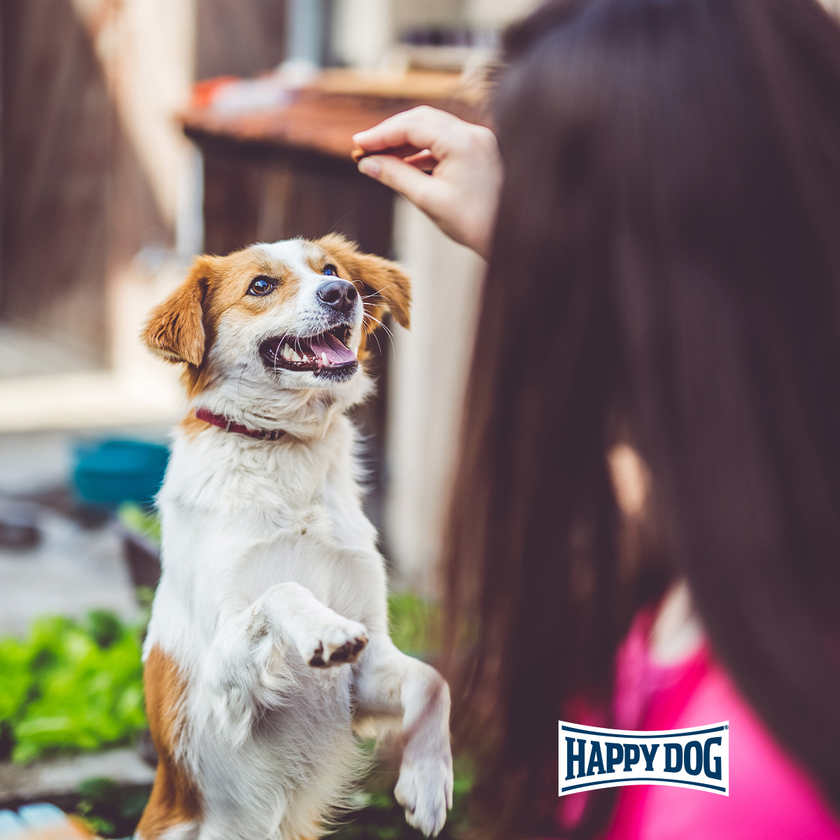 Happy Dog MeatSnack Nordseeküste günstig kaufen bei ZooRoyal