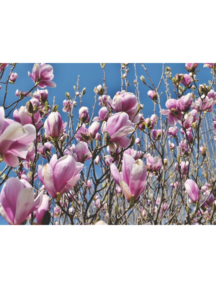 OH2 3er-Set: Magnolien in Bunt günstig kaufen onesize
