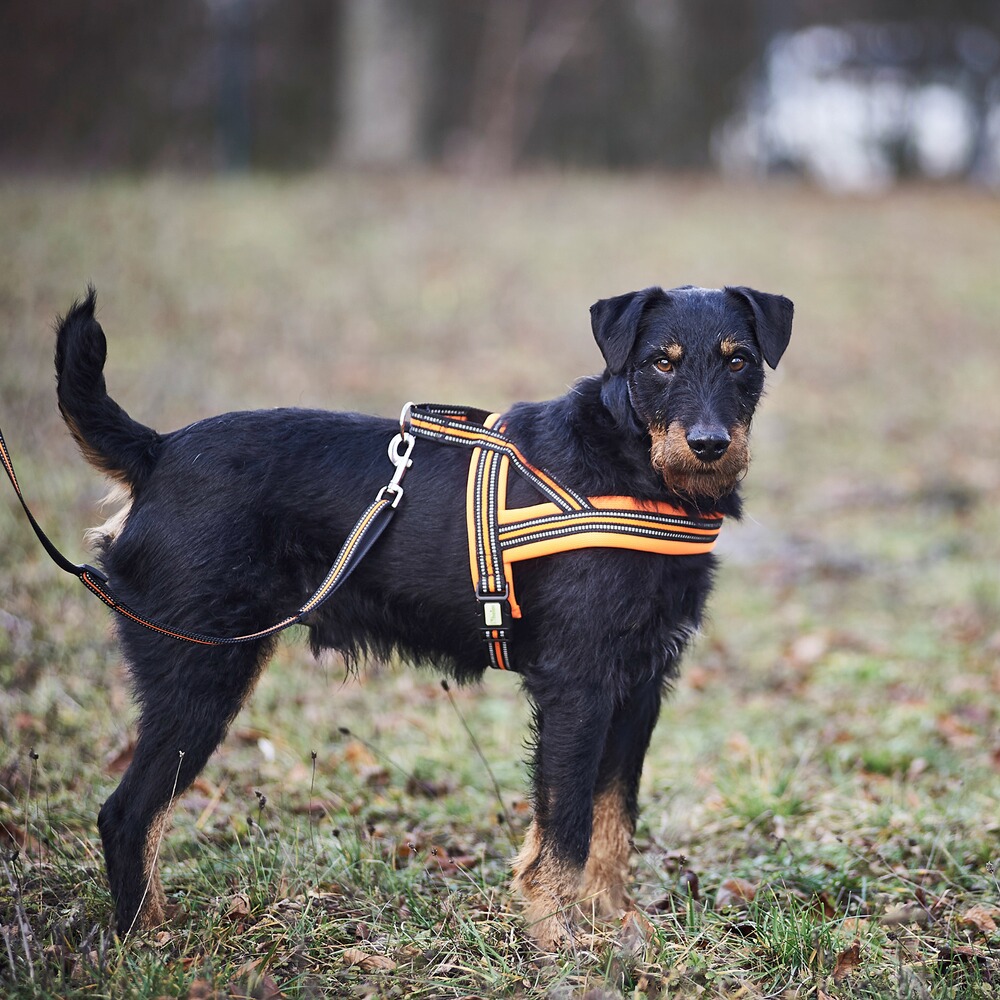 Heim Hundegeschirr Signal