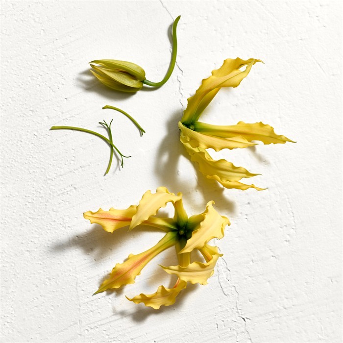 Parfum