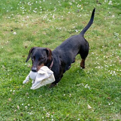 TIAKI Hundespielzeug Eule Dou Dou