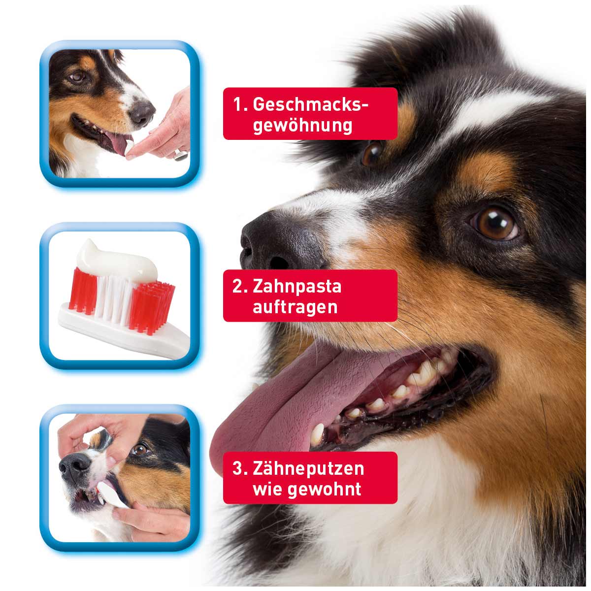 beaphar Zahnbürste für Hunde und Katzen kaufen