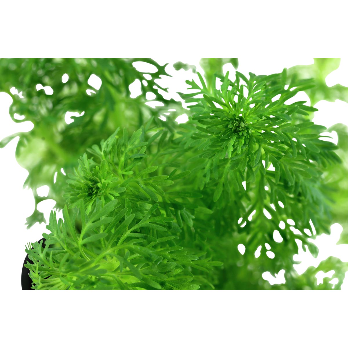 Tropica Aquariumpflanze Limnophila sessiliflora bei ZooRoyal