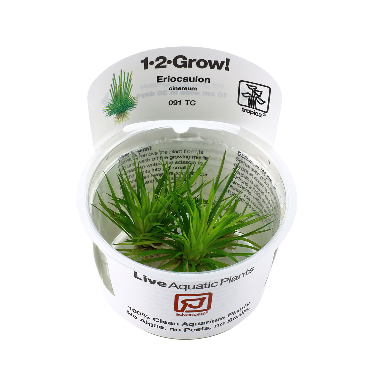 Tropica Aquariumpflanze Eriocaulon cinereum kaufen
