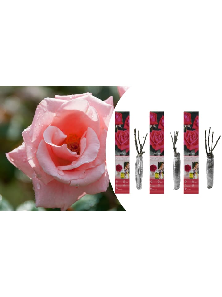 OH2 3er-Set Großblütige Rosen in Rosa günstig kaufen onesize