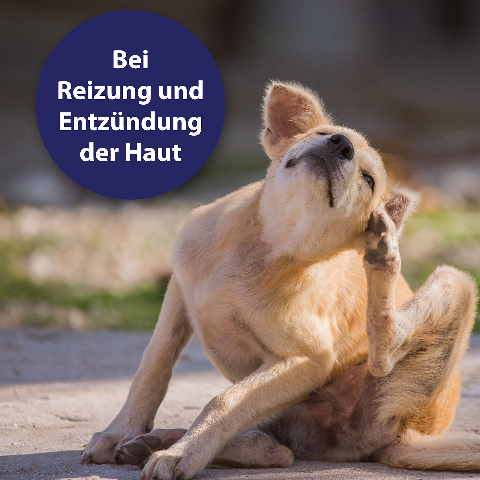 Canosept Fellpflege Canosept Hautpflege Spray für Hunde 250 ml