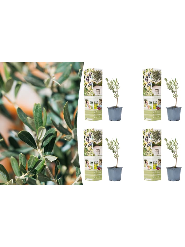 OH2 4er-Set Planzen Oliven in Grün günstig kaufen onesize