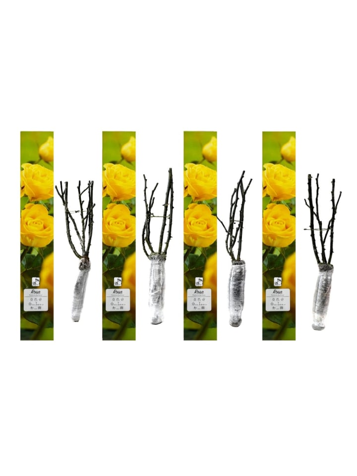 OH2 4er-Set: Duftende großblumige Gartenrosen in Gelb günstig kaufen onesize