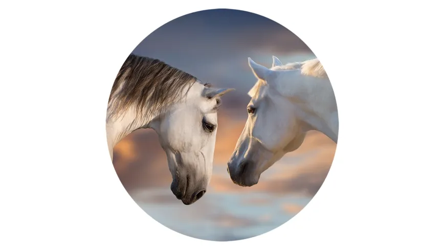 POPSOCKETS BASIC SUNSET HORSES