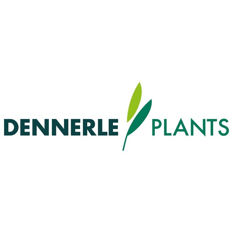 DENNERLE Pflanzen DENNERLE Wasserpflanzen-Set 