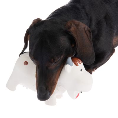 Hundespielzeug quietschende Latex-Kuh Isabella