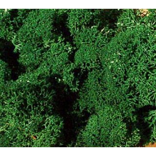 Islandmoos dunkelgrün 250 g