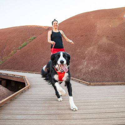 Ruffwear Front Range Hundegeschirr, Red Sumac