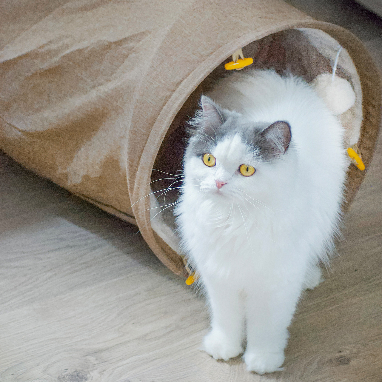 Canadian Cat Company Katzentunnel Canadian Cat Company Katzentunnel mit Kuschelfell beige