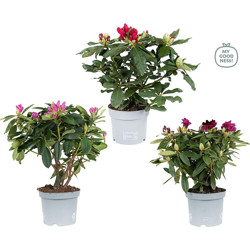 Rhododendron Mix