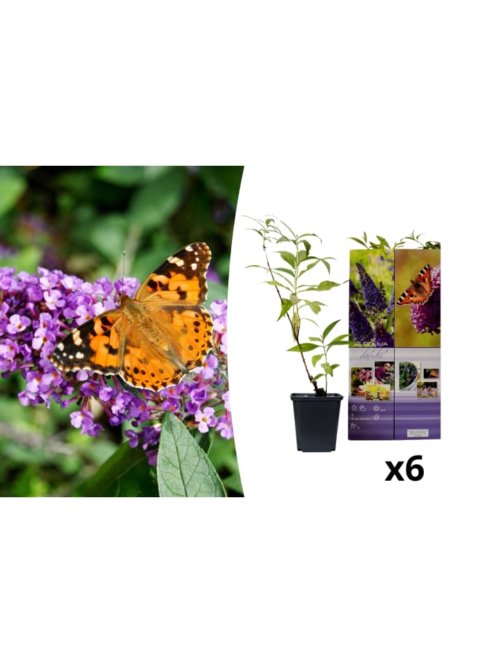 OH2 6er-Set: Schmetterlingspflanzen in Lila günstig kaufen onesize