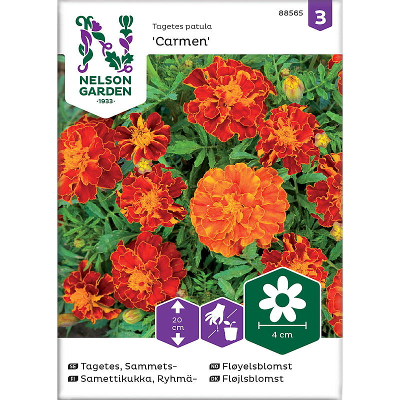 Nelson garden Frø Fløyelsblomst Carmen, lav
