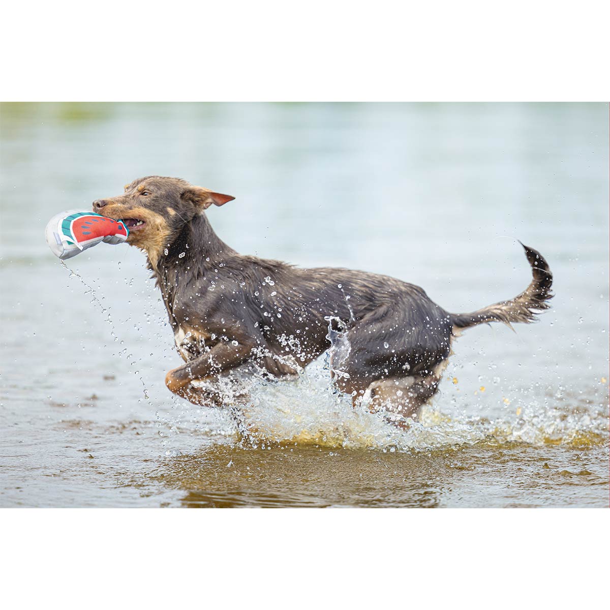 Beeztees Mesh Hundespielzeug Mello 21x11x4cm kaufen bei ZooRoyal