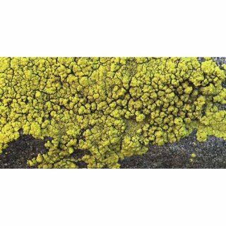AK Lichen - Yellow (35 ml)