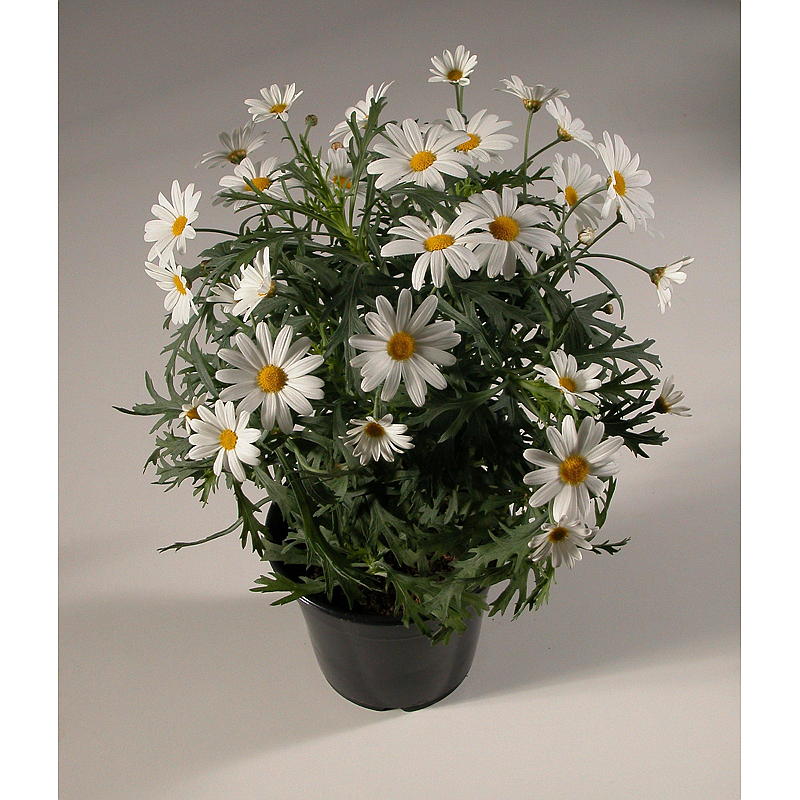 Margeritt hvit P11, argyranthemum