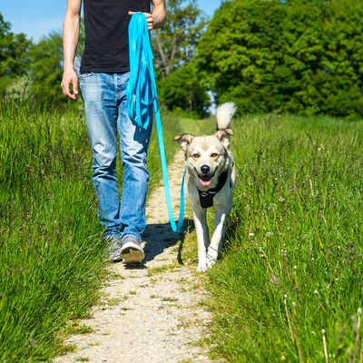 Pawz & Pepper Schleppleine Strong, blau