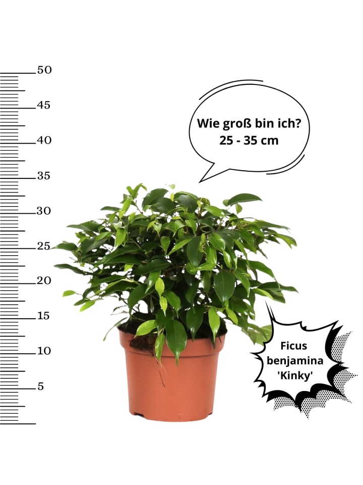 OH2 3er-Set: Feigen Ficus Weeping in Grün günstig kaufen onesize