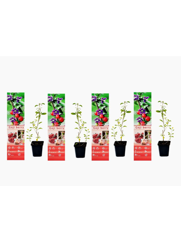 OH2 4er-Set: Goji-Beeren Superfood-Pflanzen in Rot günstig kaufen onesize
