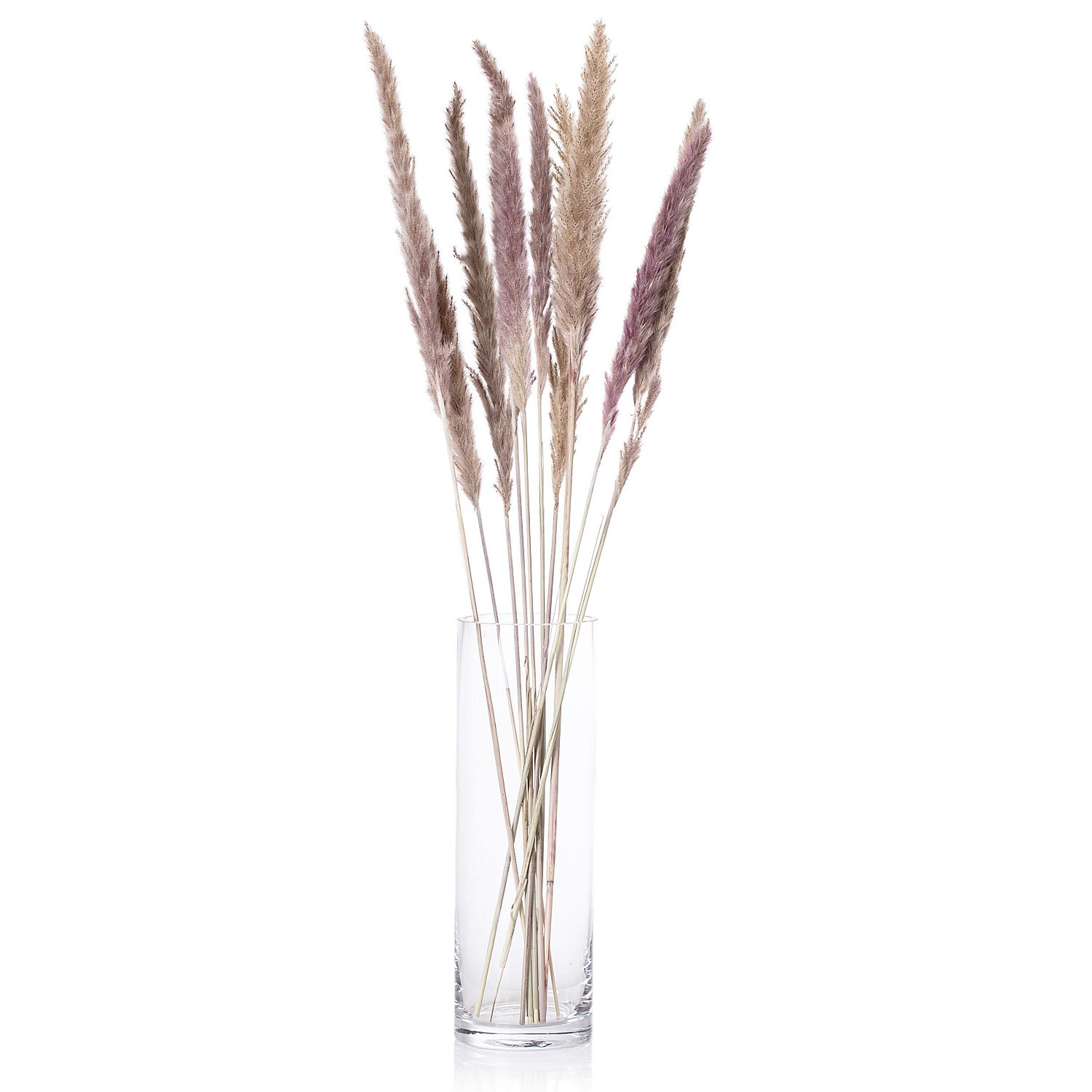 Pampas-Gras, natur, 50–60 cm, 10 Stück