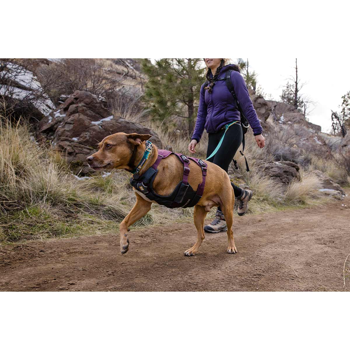 Ruffwear Geschirr Web Master Purple Rain kaufen bei ZooRoyal