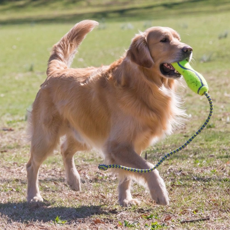 KONG Frisbees & Wurfspielzeug KONG Fetch Stick Rope