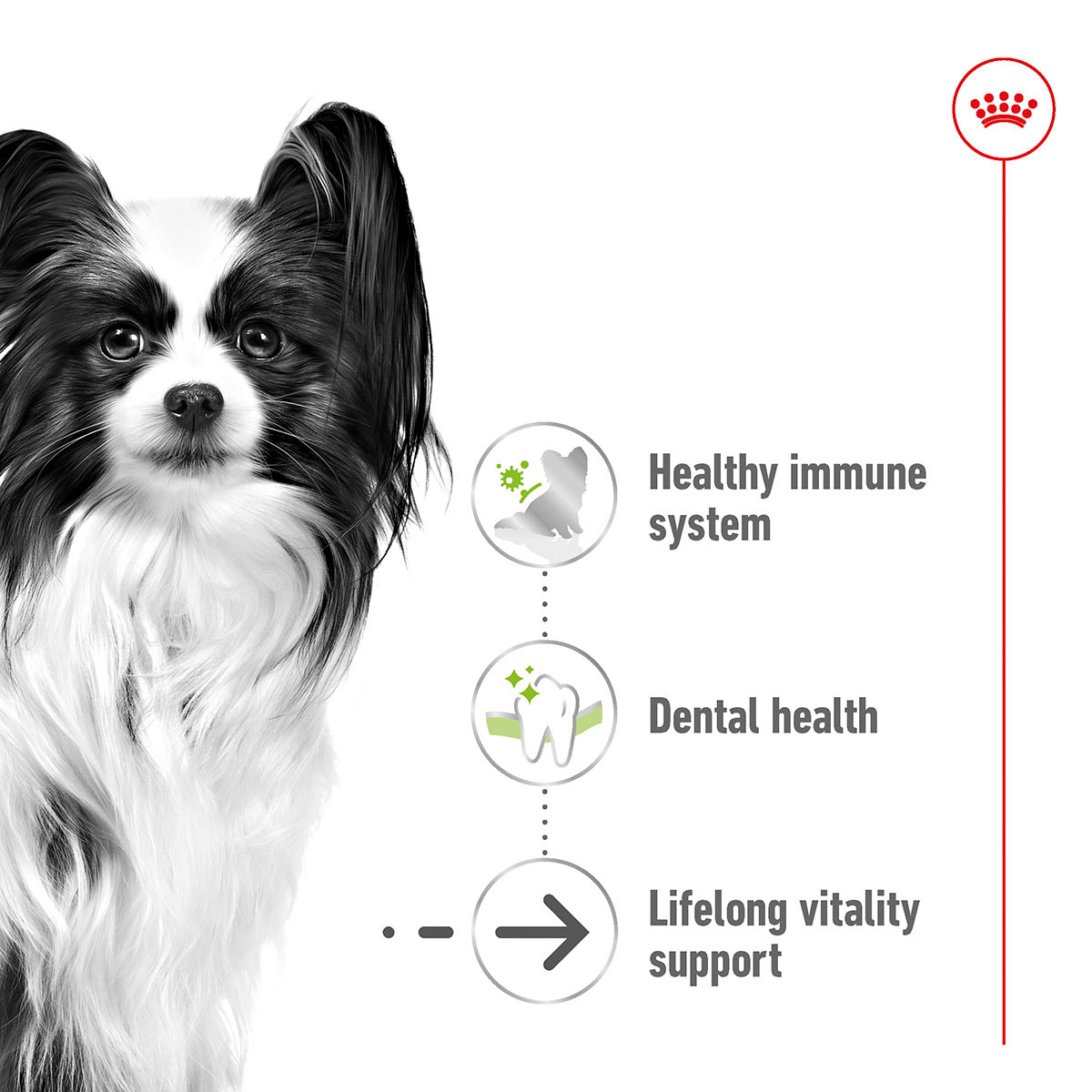 ROYAL CANIN X-SMALL Ageing 12+ Trockenfutter für ältere sehr kleine Hunde