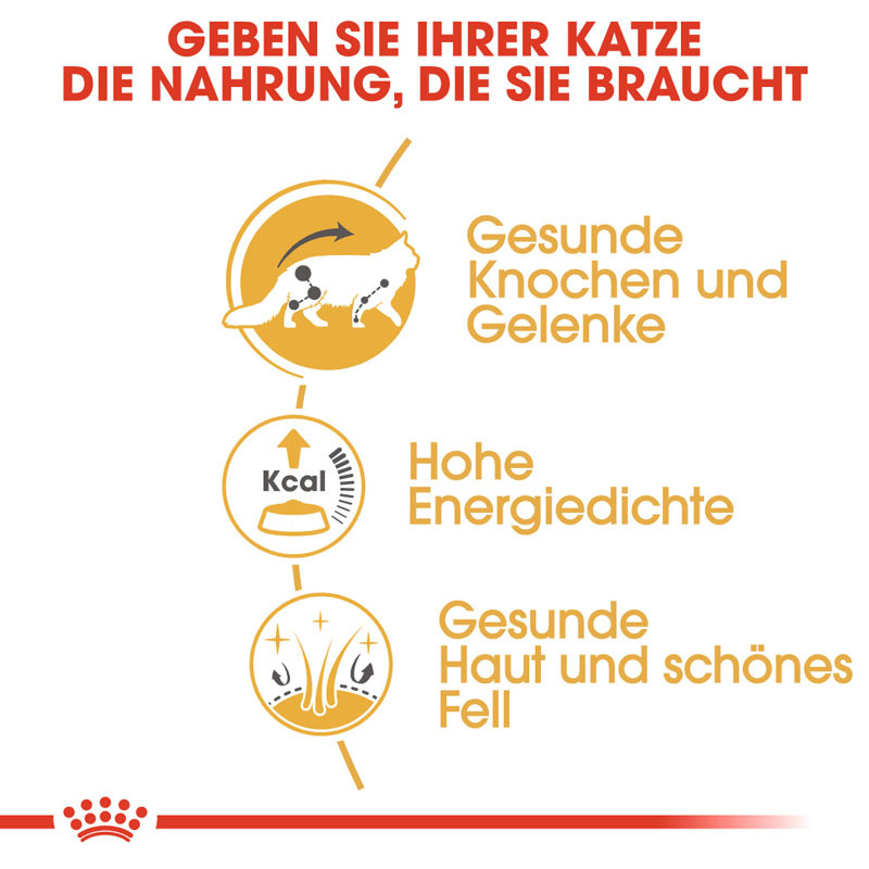 ROYAL CANIN Nassfutter ROYAL CANIN Maine Coon 12x85g