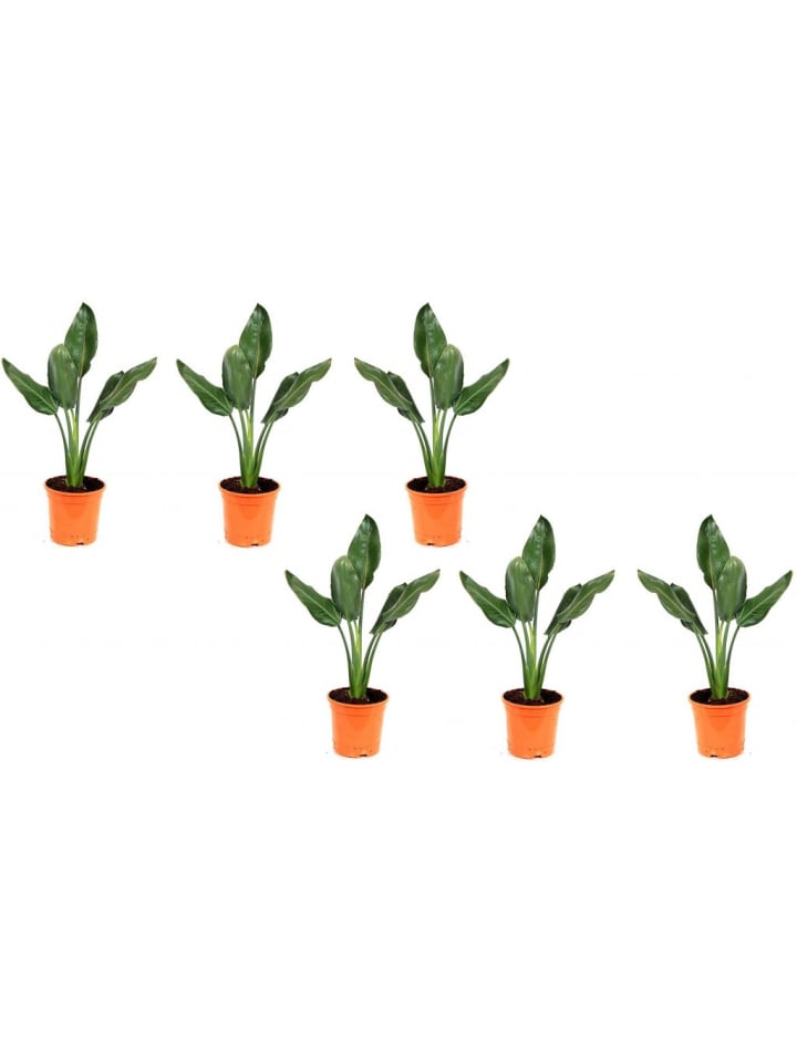 OH2 6er-Set: Strelitzia reginae Paradiesvogel in Grün günstig kaufen onesize