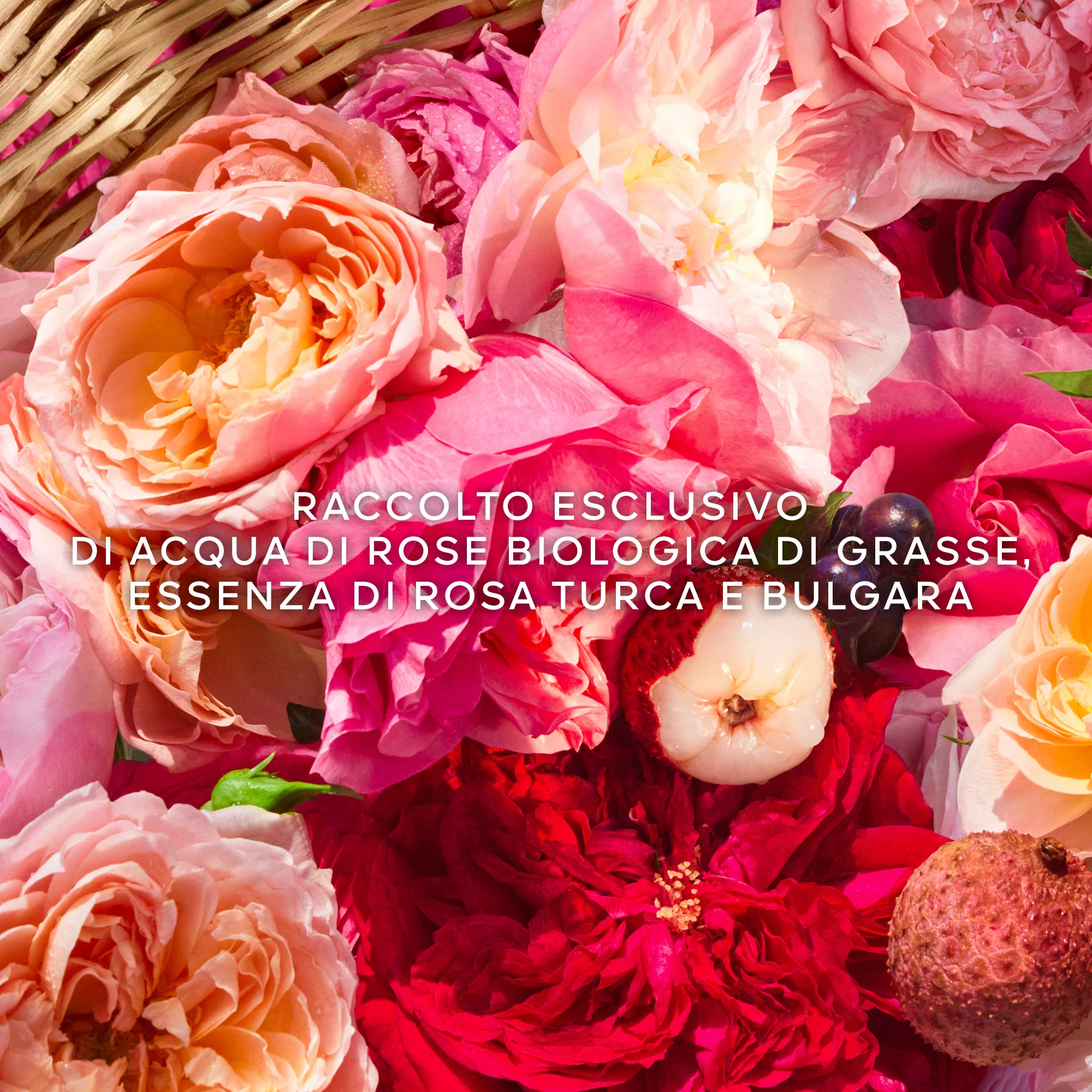 Aqua Allegoria Rosa Rossa Harvest - Eau de Toilette