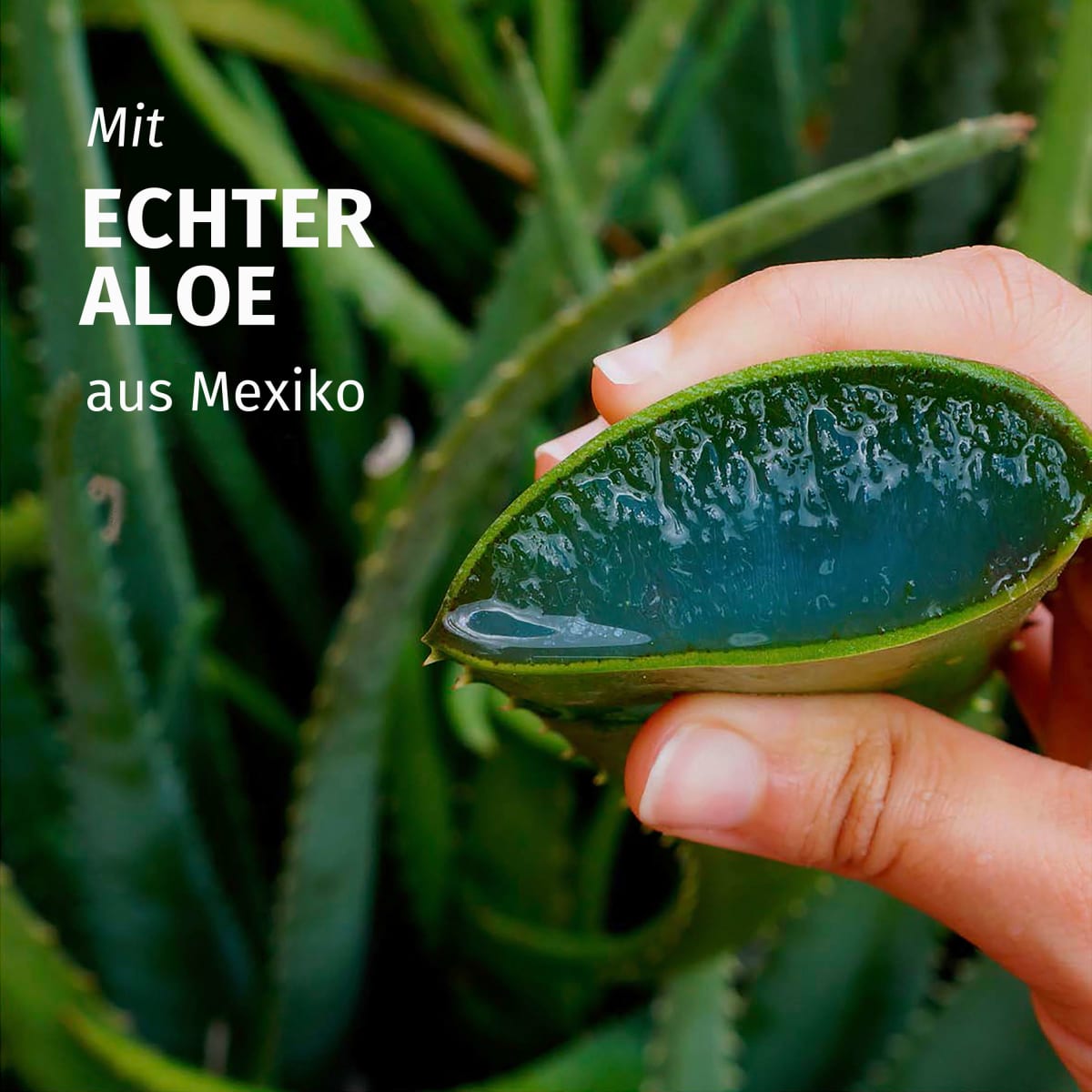 Shampoo Feuchtigkeit Aloe Vera, 350 ml