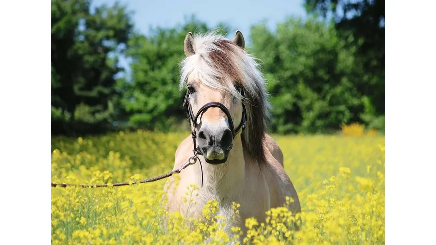 Ravensburger Puzzle - Pferd im Rapsfeld - 500 Teile