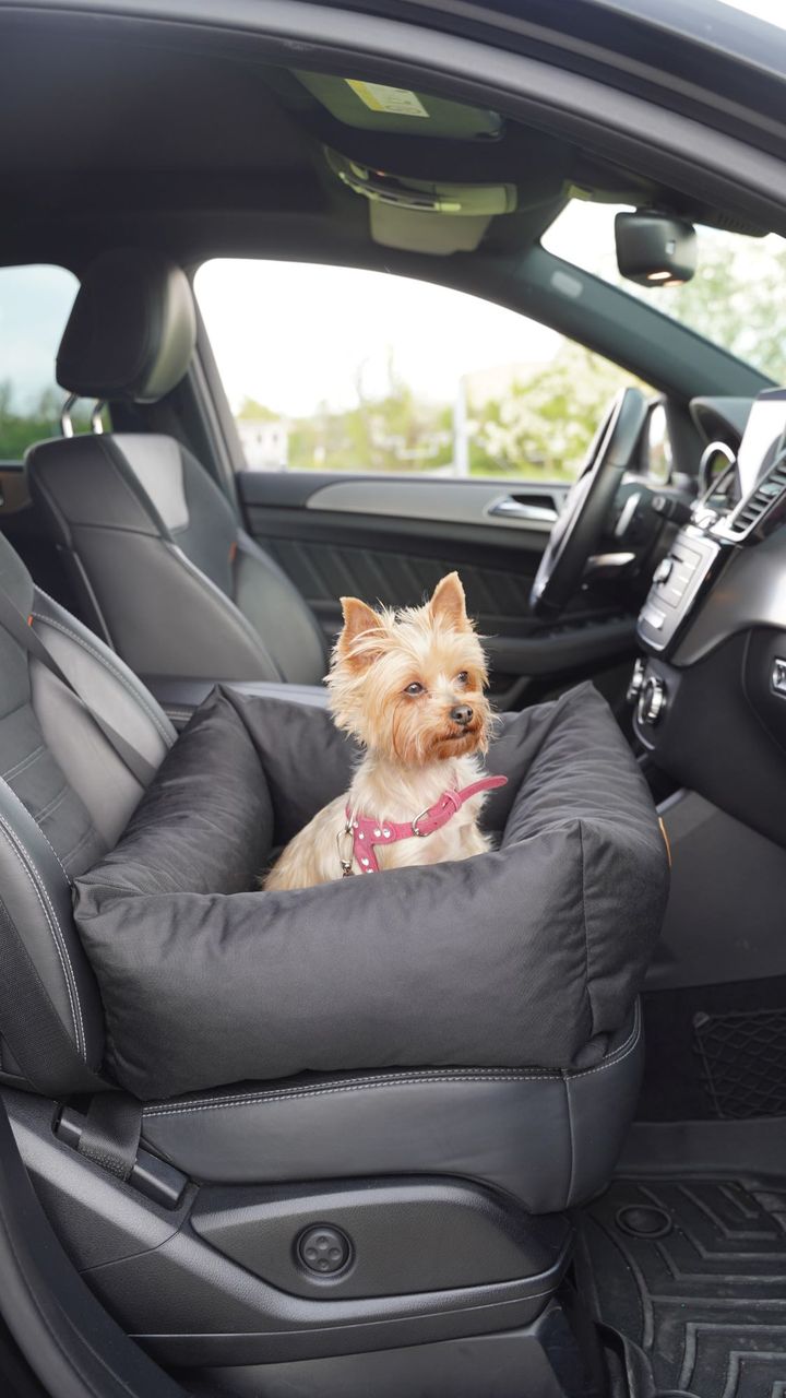 Animood Hundeautositz Julian schwarz S