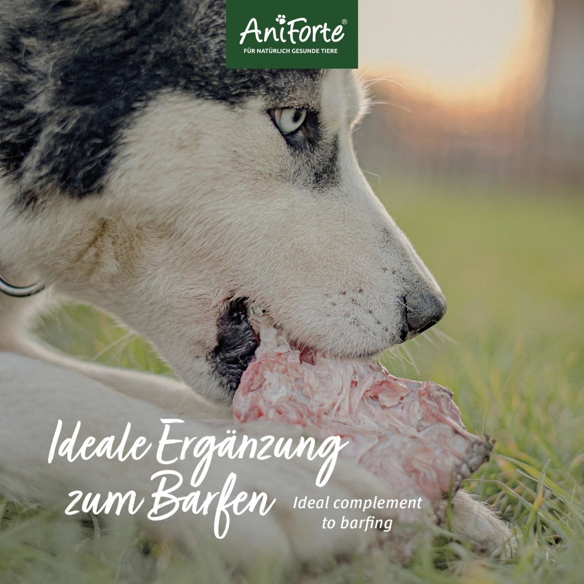 Aniforte Ergänzungsfutter & Aufzucht Aniforte BIO BARF Püree - Süßkartoffel & Birne 5 x 150g