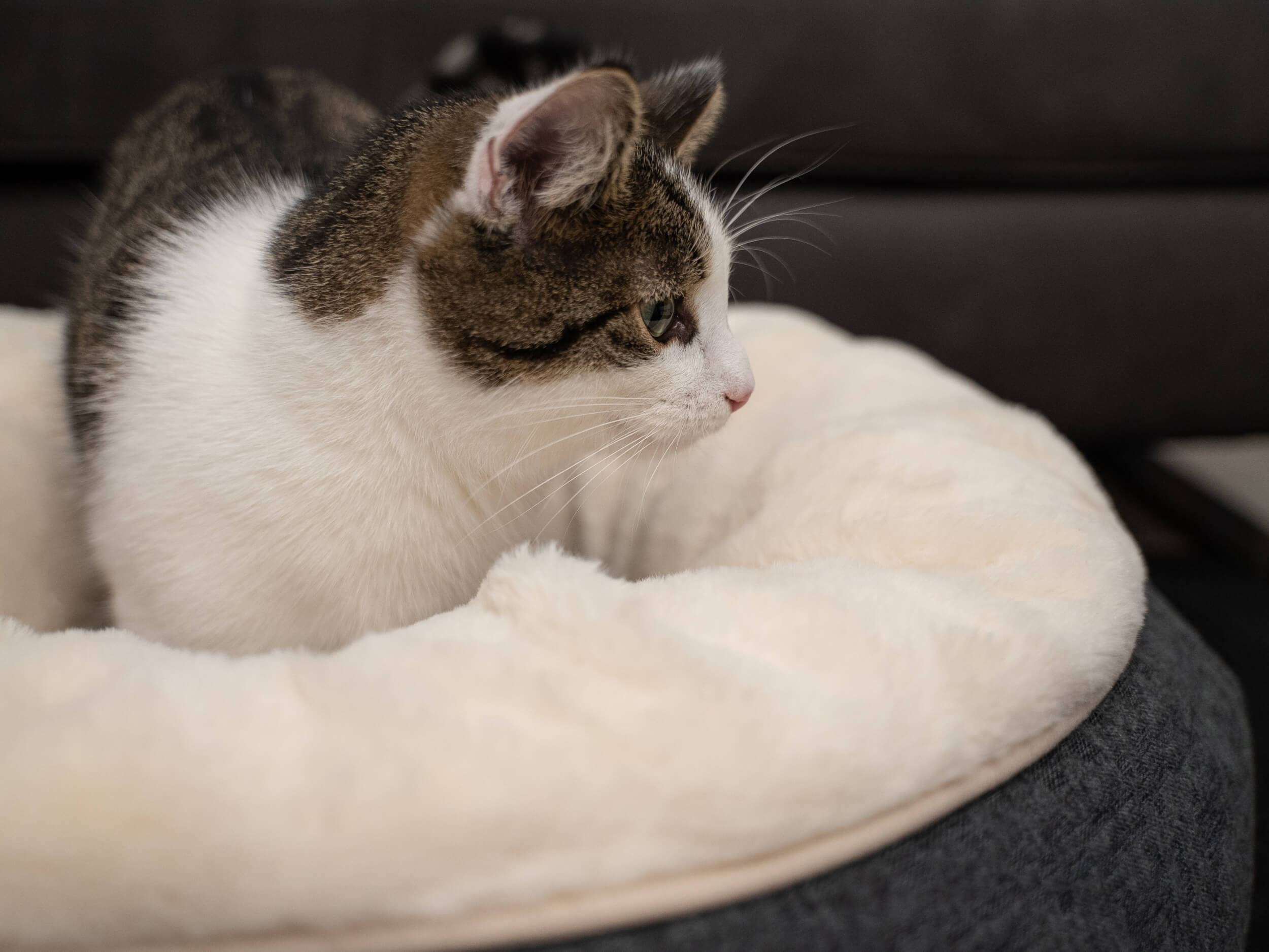 TrendPet Hundebetten TrendPet LunaBed Hundebett beige M
