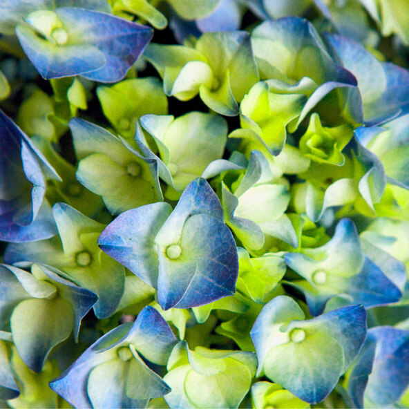 Bauernhortensie King Size Blau