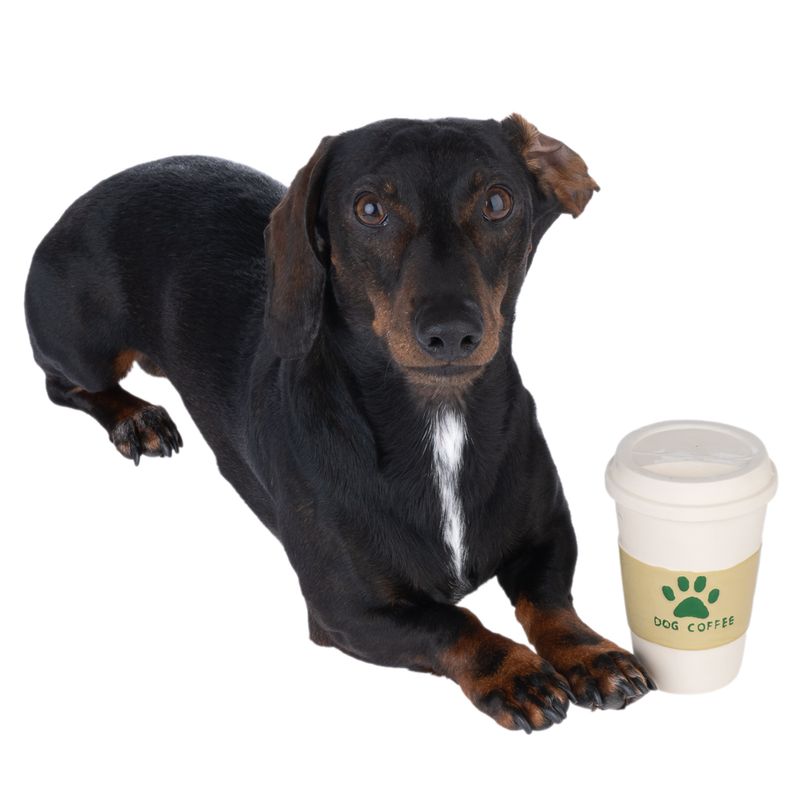 TIAKI Hundespielzeug Latex Kaffee zu TOP-Preisen