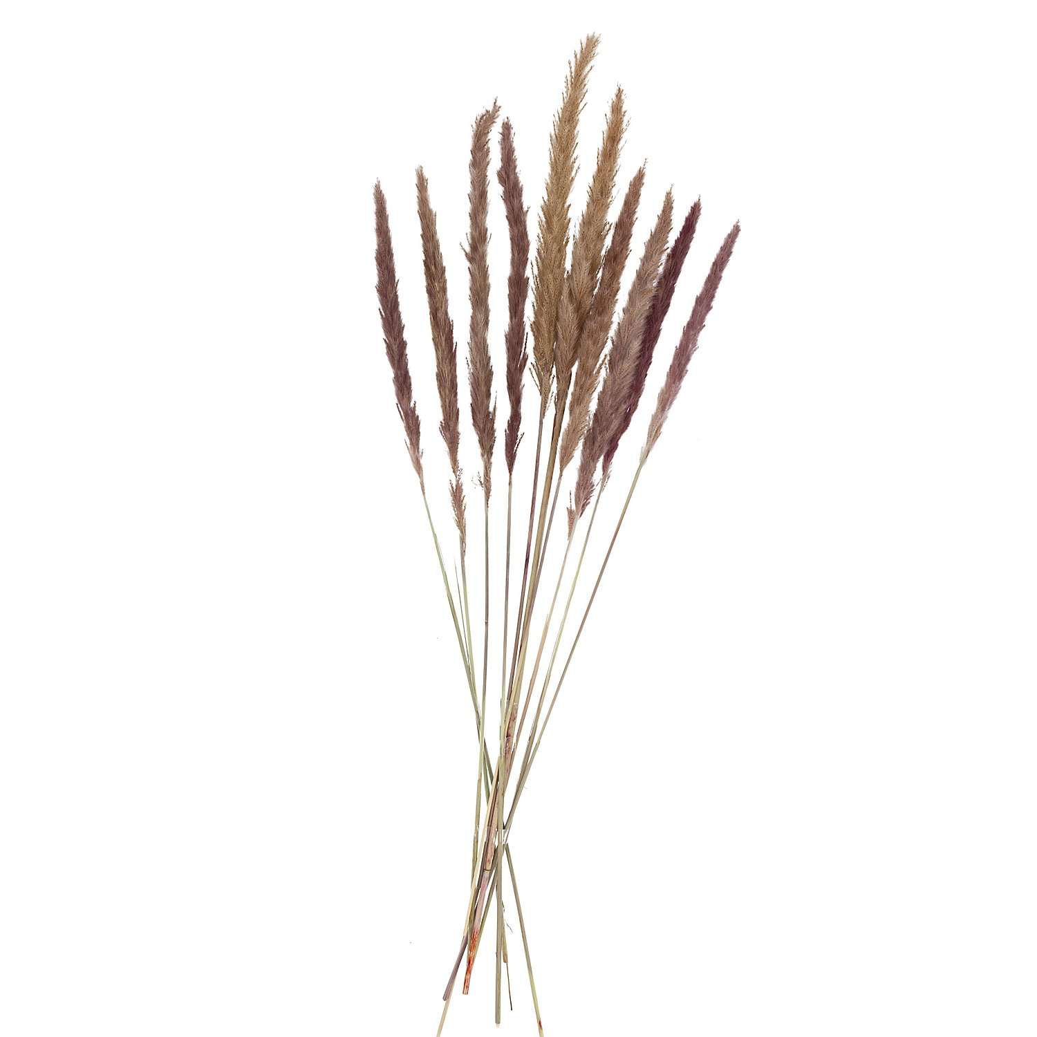 Pampas-Gras, natur, 50–60 cm, 10 Stück