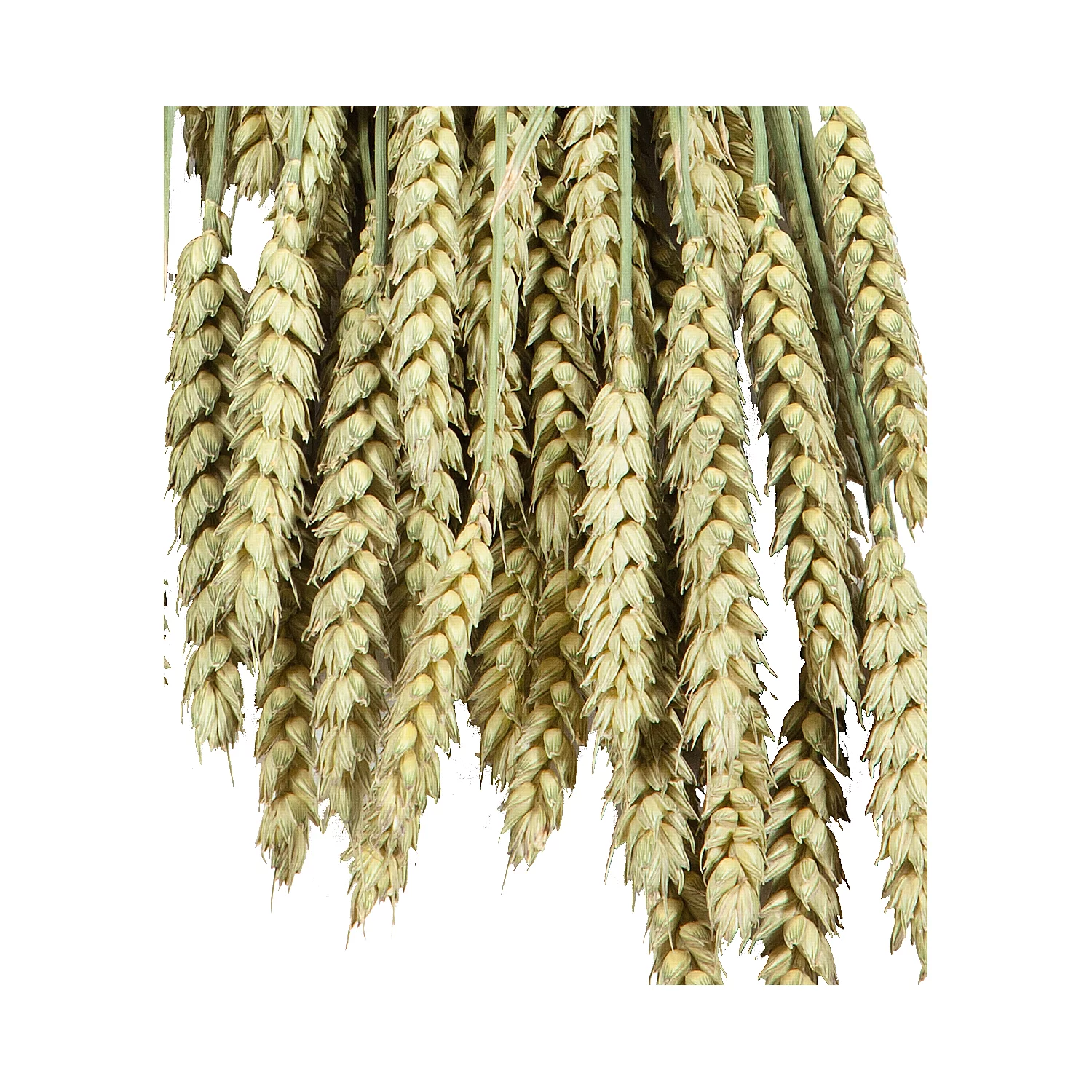 Weizenähren, grün, 100 g