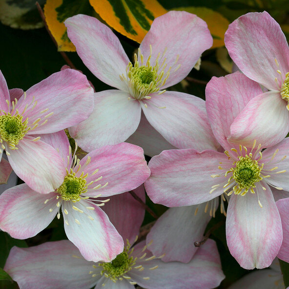 Clematis montana Blütenfee