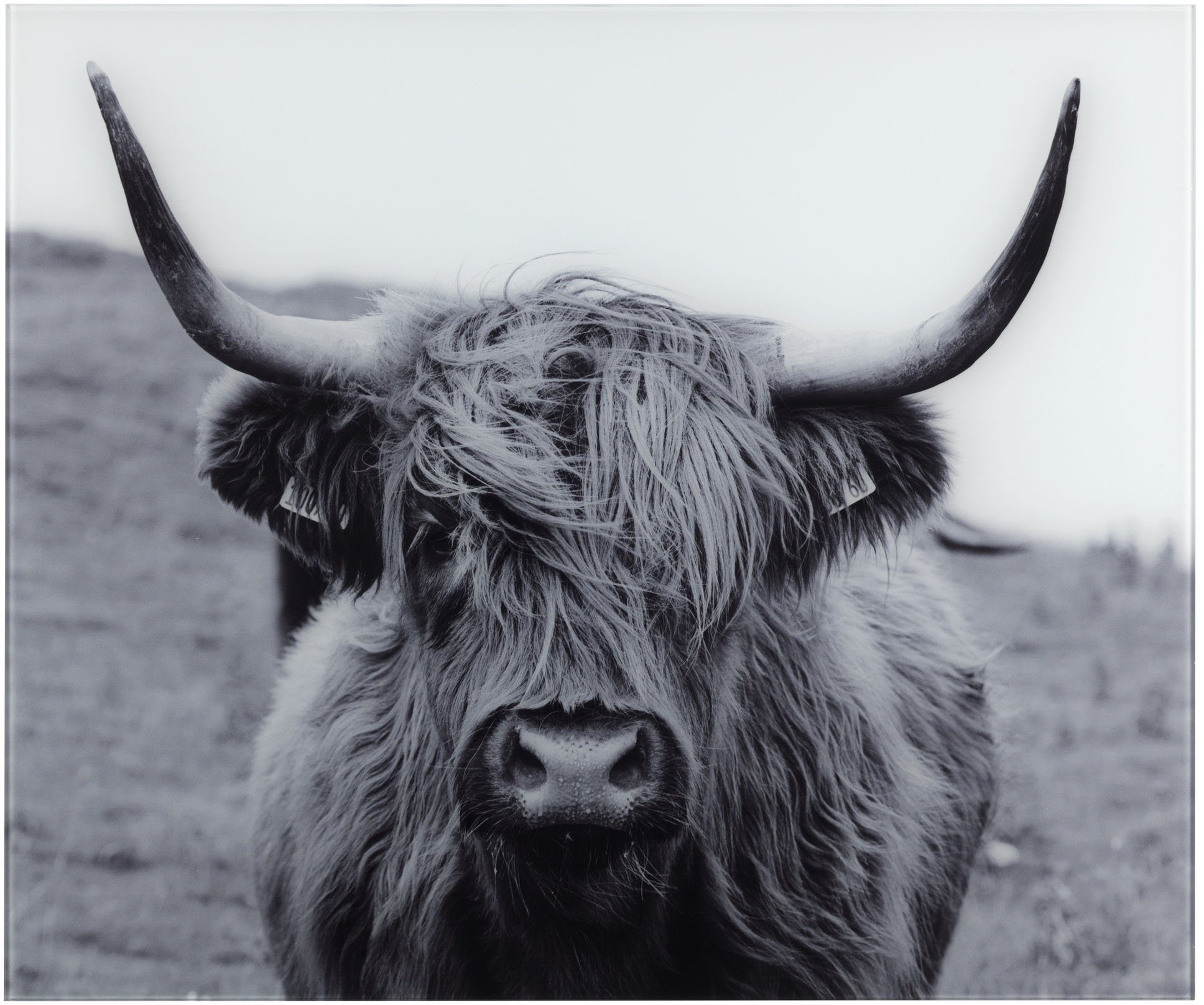 WENKO Küchenrückwand Highland Cattle, gehärtetes Glas, 60x50 cm