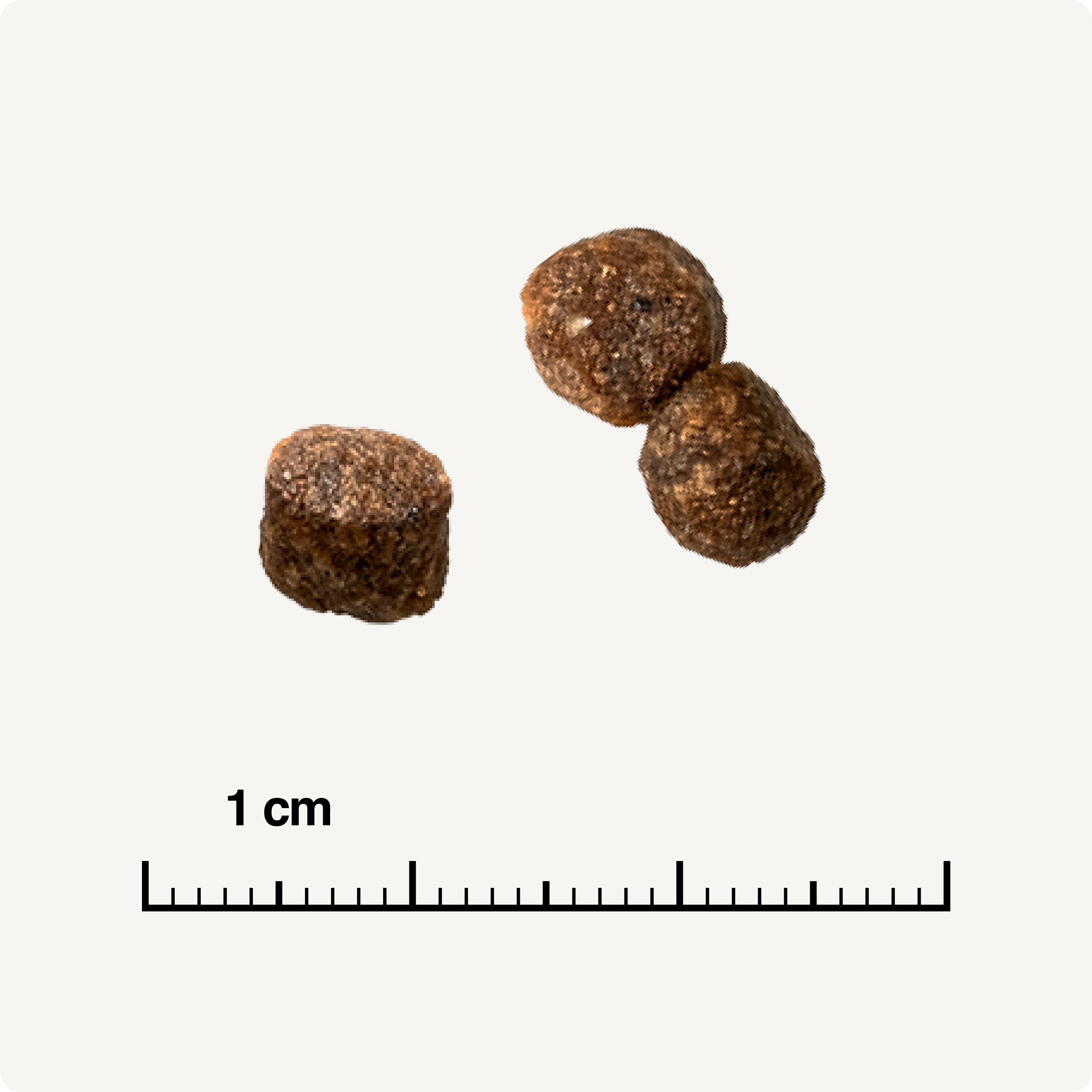 REAL NATURE Trockenfutter REAL NATURE WILDERNESS Pure Beef Kitten 2,5 kg