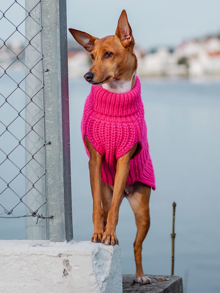 Paikka Hunde-Wollpullover in Pink günstig kaufen